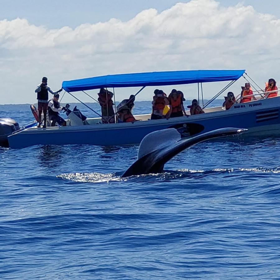 Luminosa Uvita Hostel المظهر الخارجي الصورة